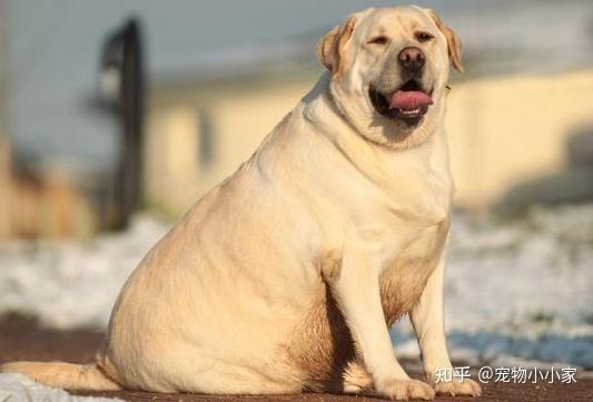 汪汪队立大功！科学家发现人犬通用“肥胖基因” 图3